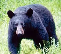 black bear in grass
