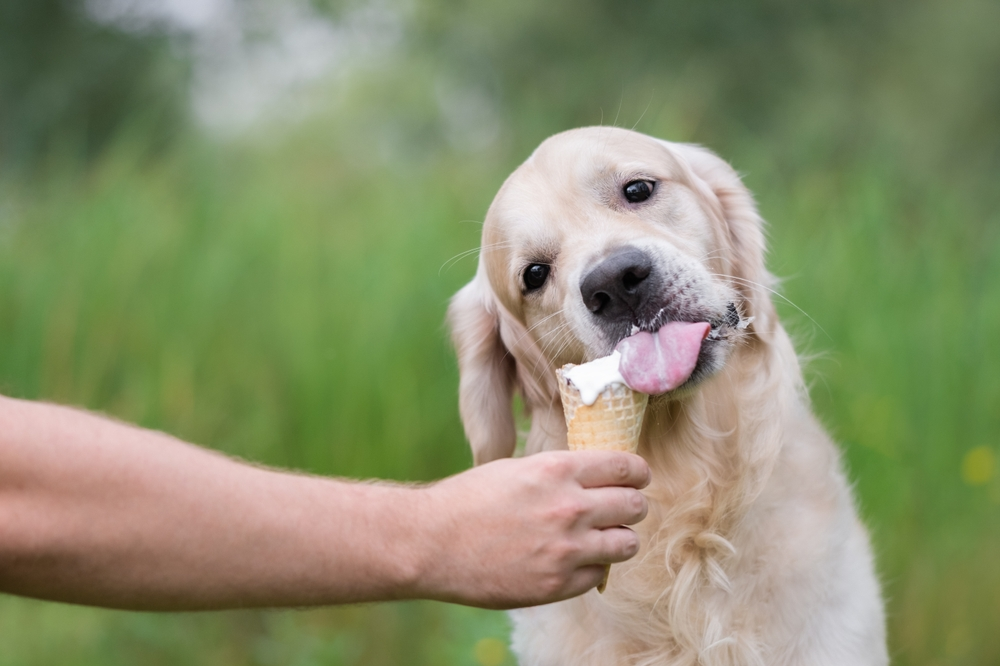dog friendly places smoky mountains