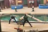 lumberjack feud