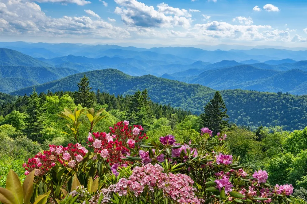 spring in the Smoky Mountains