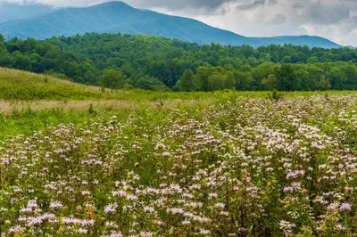 spring wildflowers Smoky Mountains