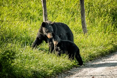 black bears in Smokies