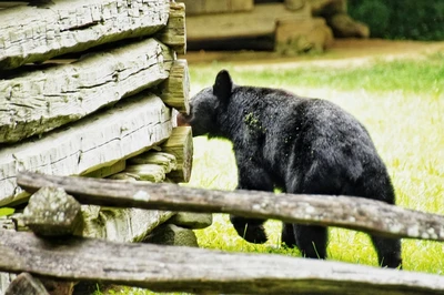 bears are popular in the history of Cades Cove