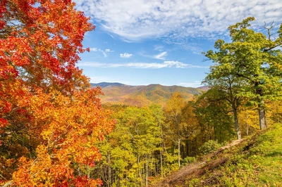 foliage during fall in the smoky mountains