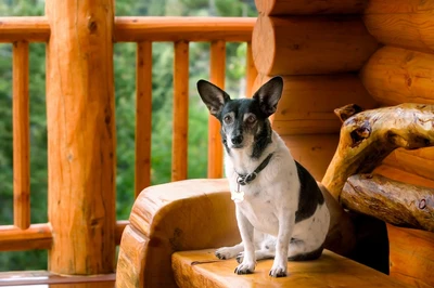 dog at cabin