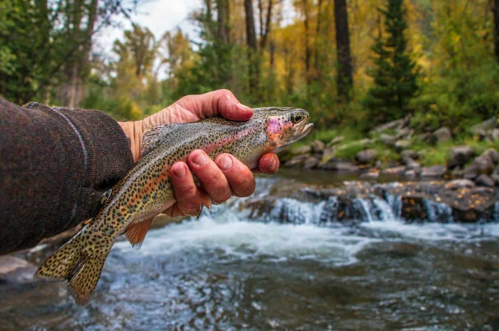 man holding a trout