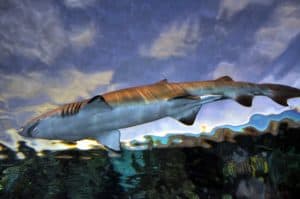 shark at ripley's aquarium of the smokies in gatlinburg