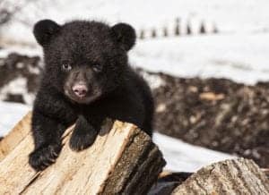 Black bear cub playing on wood stock