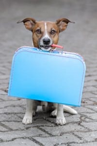 Dog with suitcase ready to stay in a pet friendly Gatlinburg cabin