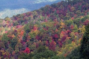 Fall colors on the leaves in the Smoky Mountains