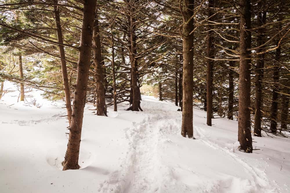 Snow covered hiking trail in the Smoky Mountains