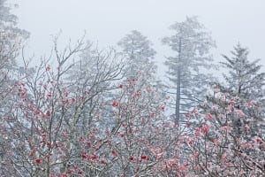 Snow covering trees in the Smokies