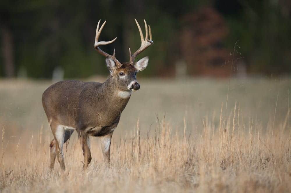Whitetail buck deer in Pigeon Forge