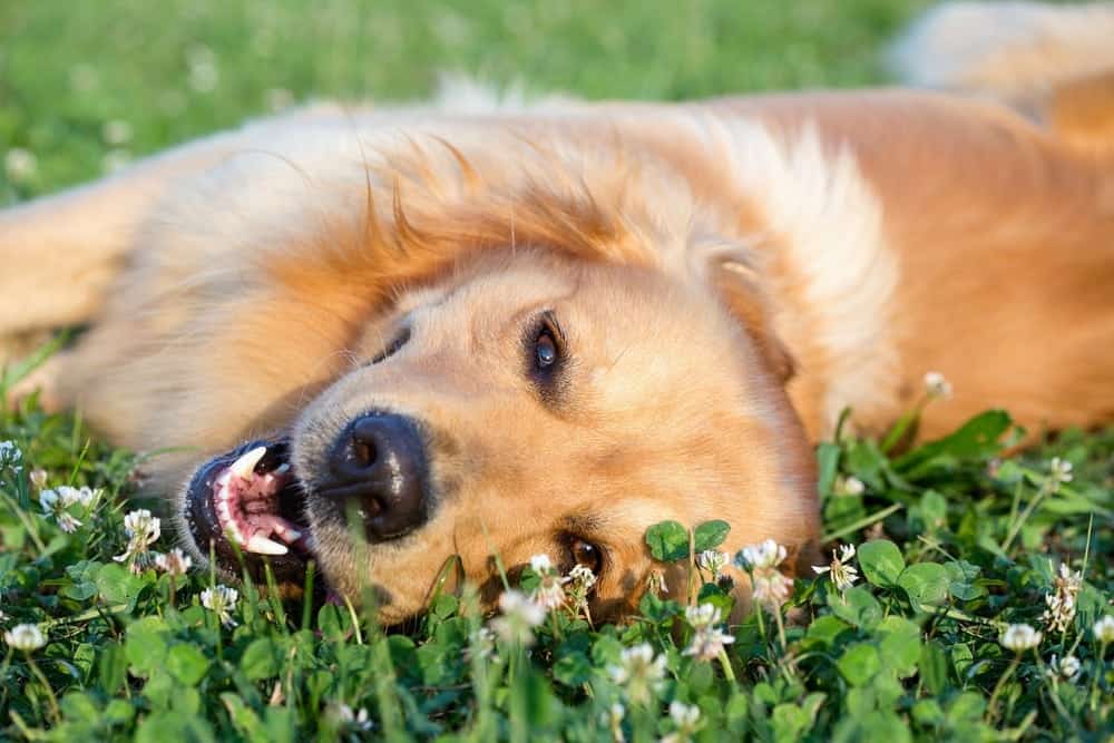 dog laying in the grass