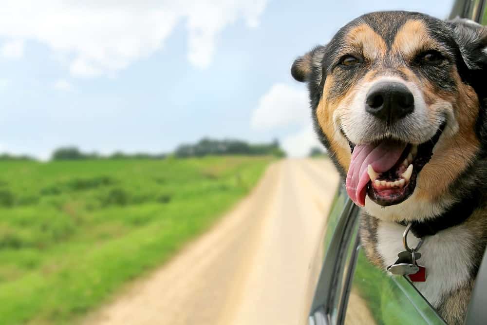 A happy dog sticking his head out of the window of a car on the way to our affordable pet friendly cabins in Pigeon Forge TN.