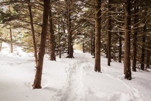A snowy winter hiking trail in the Smoky Mountains.