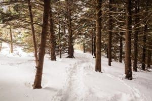A scenic snowy path in the woods near Gatlinburg.