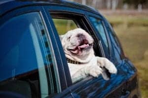 A bulldog in the back of a car.
