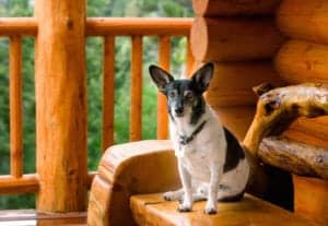 A dog on the porch of a pet friendly cabin in the Smoky Mountains.