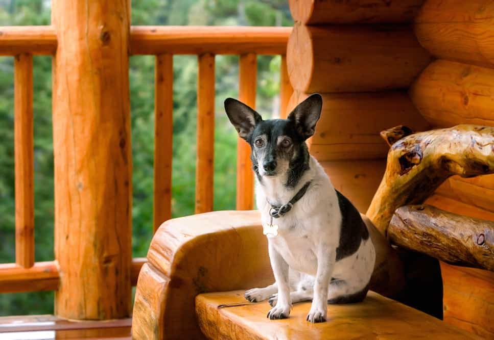 A dog on the porch of a pet friendly cabin in the Smoky Mountains.