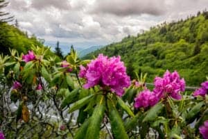 flowers-blooming-great-smoky-mountains