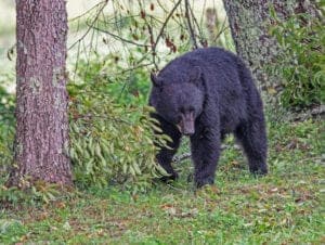 black bear in cades cove