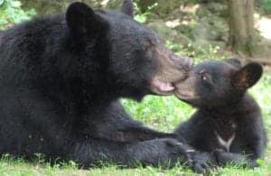 black bear mom and cub