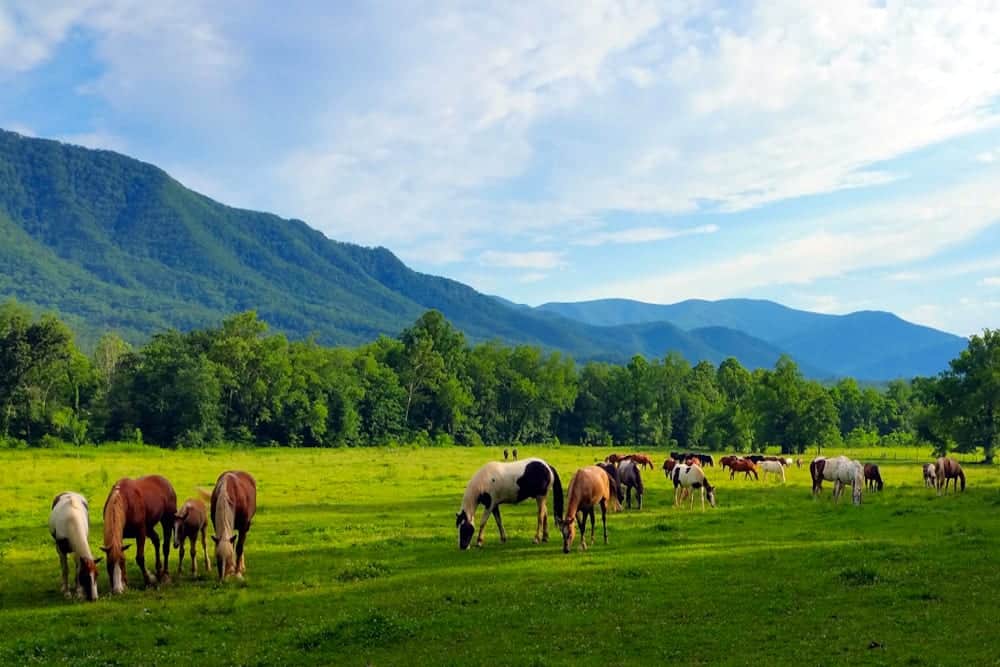 horses in cades cove in the smoky mountains