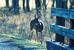 deer on the side of the road in cades cove